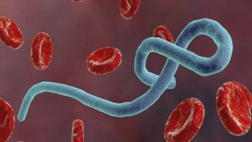 Virus Ebola Membunuh 19 Jiwa di Kongo