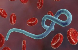 Virus Ebola Membunuh 19 Jiwa di Kongo