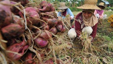 Pastikan Pasokan Bawang Merah, Sandiaga Uno Berkunjung ke Brebes 