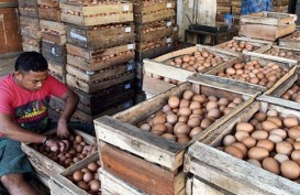 Harga Telur Ayam Perlahan Turun Setelah Sempat Rp22.000/Kilogram