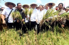Di Garut, Menteri Rini Kawal Serapan Panen Raya 4,5 Ton Gabah Petani