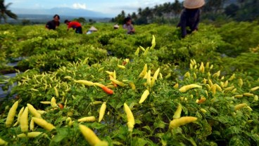 Program Klaster Cabai BI Riau Sukses Tekan Harga Selama Ramadan