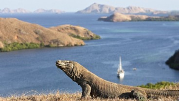 Hingga April 2018, Taman Nasional Komodo Raup Rp9,4 Miliar 