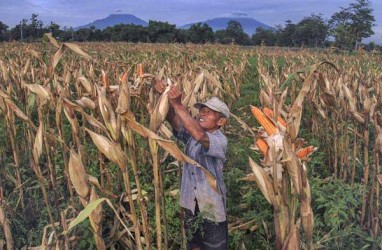 Bantuan Jagung di Gorontalo Ditargetkan Meliputi Luasan 180.000 Hektare