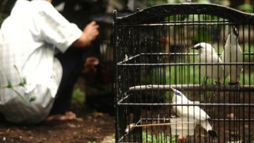 Pusat Penangkaran dan Pelepasliaran Jalak Bali Bertambah