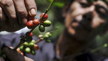 Penghiliran Kopi Sumatra Selatan Jadi Cara Dongkrak Nilai Jual