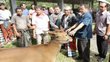 Gianyar Salurkan Bantuan 70 Ekor Bibit Sapi kepada KUBE