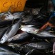 Ekspor Ikan Olahan Ke Jepang Dominan