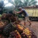 Minamas Replanting 30% Lahan di Riau dan Aceh