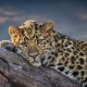 Enam Macan Tutul Tertangkap Kamera di Taman Nasional Meru Betiri