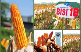 BISI Targetkan Produksi Jagung Jadi 35.000 ton Per Tahun