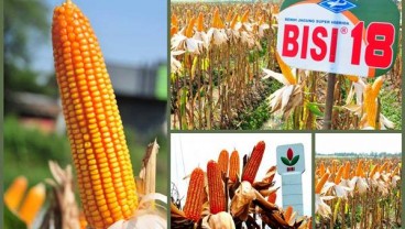 BISI Targetkan Produksi Jagung Jadi 35.000 ton Per Tahun