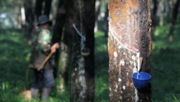 PTPN III Optimistis Target Produksi Karet Dicapai