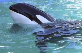 Paus Orca Empat Kali Terlihat di Perairan Botubarani Gorontalo