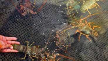 Sulteng Genjot Produksi Udang Skala Rakyat