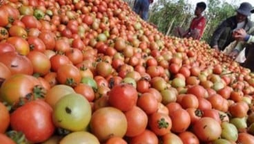 Belanja Ramadan, Tomat Sayur Pemicu Inflasi di Sulut