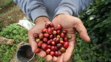 SENTRA KOMODITAS SUMUT : Starbucks Dukung Kopi Karo