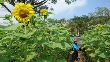 Tiga Lokasi Wisata Paling Terekomendasi di Gunungkidul