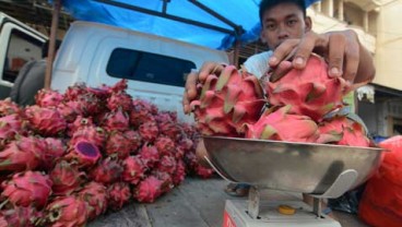 JELAJAH JAWA BALI 2018: Harga Buah Naga Anjlok, Ini Strategi Petani