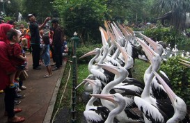  Libur Lebaran, Taman Margasatwa Ragunan Targetkan 800.000 Pengunjung