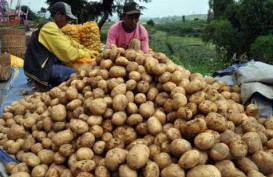 Kentang Segar dari AS Boleh Masuk Pasar RI Lagi