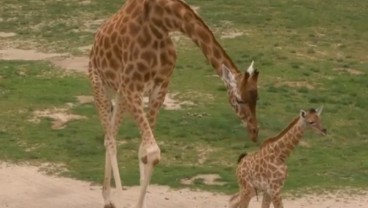 Twiga, Bayi Jerapah Imut dari Kebun Binatang Belgia