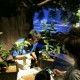 Serangga Madagascar Meriahkan Libur Lebaran di Jakarta Aquarium