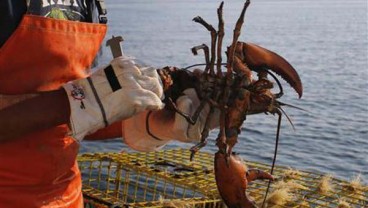 PERANG DAGANG AS-CHINA: Ikan Beku, Lobster, Kepiting, Udang Masuk dalam Dafar Tarif 