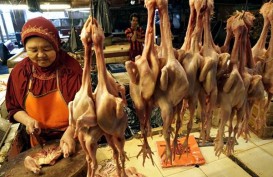 Tengah Meroket, Harga Daging Ayam Diprediksi Kembali Normal Pekan Depan 