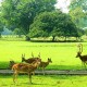 Kebun Raya Bogor Dikunjungi 28.000 Pengunjung,  Rekor Tertinggi Dalam 5 Tahun