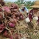 Petani Bawang Merah Papua Timba Ilmu ke Brebes