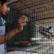 Kios & Penangkaran Burung Jalak di Klaten 'Diserbu' Pemudik