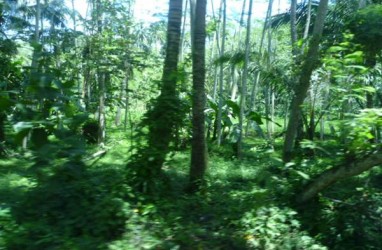 Di Objek Wisata Ini, Anda Bisa Nikmati Panorama Hutan Sulsel