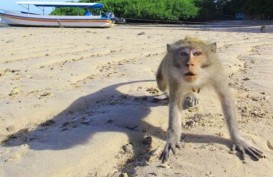 Kawanan Monyet Liar di Bekasi Lukai Dua Warga