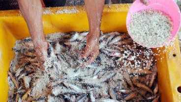 Harga Ikan Asin & Ikan Segar di Sultra Masih Tinggi