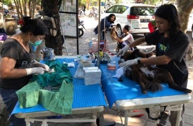 Denpasar Gencarkan Vaksinasi Hewan Pembawa Rabies