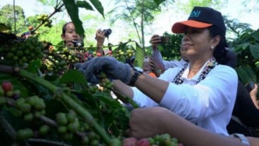 Menteri Rini Angkat Potensi Petani Kopi Sidomulyo