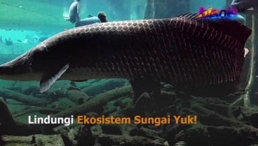 Ikan Arapaima Dilarang, Begini Reaksi Pedagang Ikan Hias di Semarang