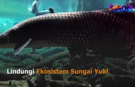 Ikan Arapaima Dilarang, Begini Reaksi Pedagang Ikan Hias di Semarang