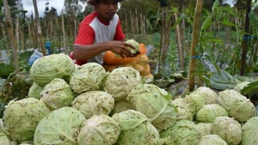 Harga Sayuran Naik Terimbas Musim Kemarau