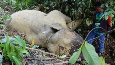 Ada Pemodal di Balik Pembunuhan Gajah Jinak di Aceh