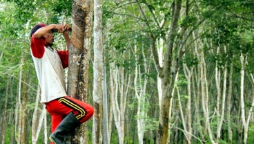 Harga Karet Melorot Lagi Tinggalkan Level 170