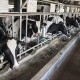 Korporasi China Ini Akan Serap Pasokan Susu Segar Lokal