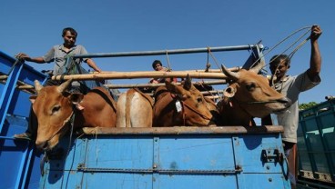 Pemprov Babel Siapkan 400 Sapi untuk Napi Asimilasi