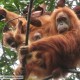 Unik, Muncul Orangutan Tapanuli Kembar. Begini Penampakannya