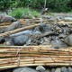 Produk Hasil Hutan : Kesadaran Sertifikasi Masih Minim