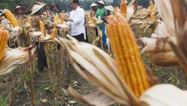 Produksi Jagung Meningkat, Padi Diprediksi Menurun