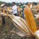 Produksi Jagung Meningkat, Padi Diprediksi Menurun