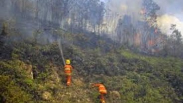 Hutan Terbakar di Ogan Komering Ilir Mulai Susut