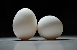 Kementan Intervensi Harga Telur